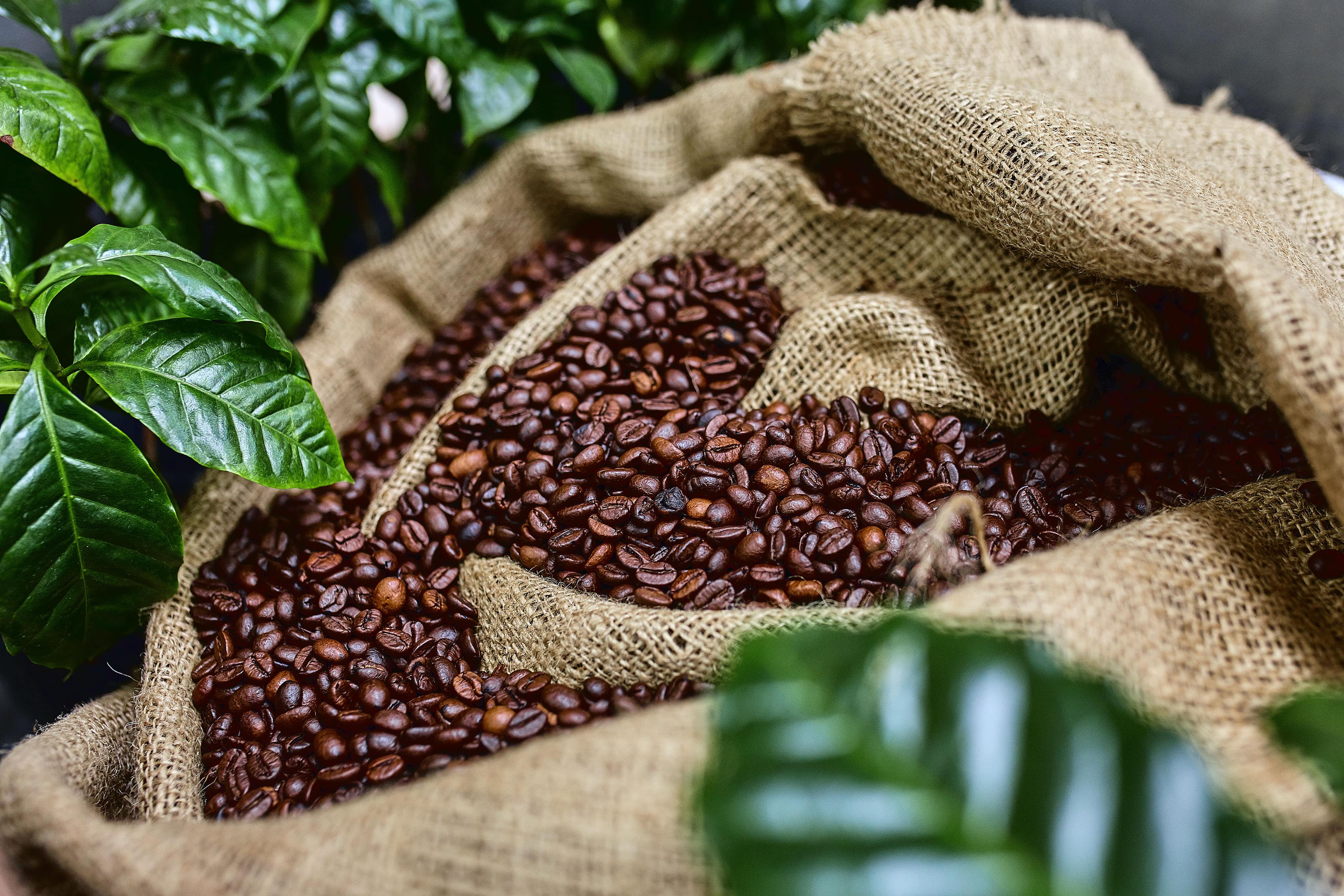 Open bag with coffee beans slices of green leaves. beautiful light, vigor of coffee beans, among coffee bushes.